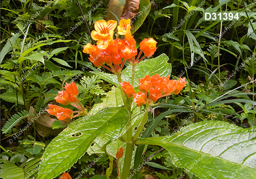 Copper Leaf (Chrysothemis pulchella)